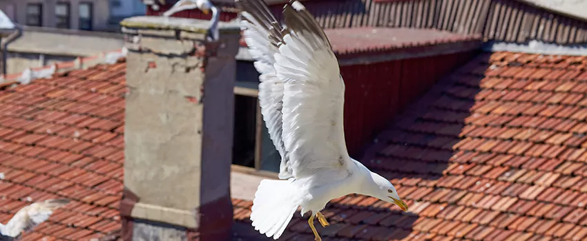 Residential Chimney Animal Removal Solution in Fayetteville, NC
